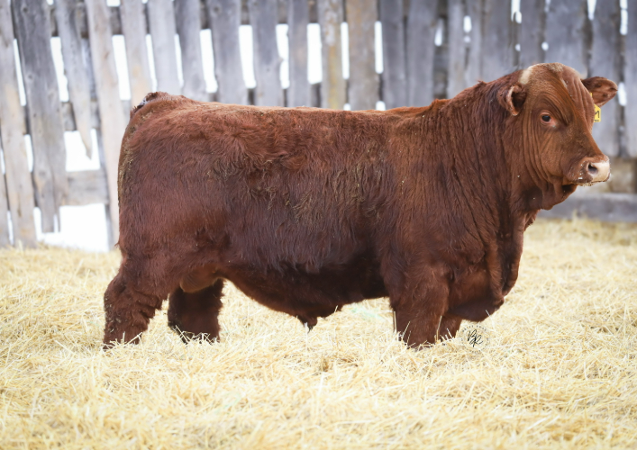 bull